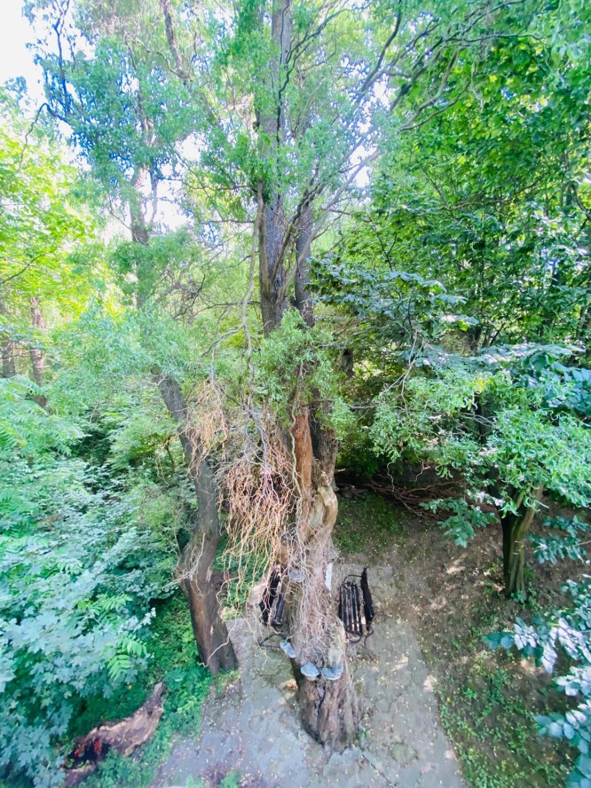 Rapsodia Pension Suceava Exterior foto