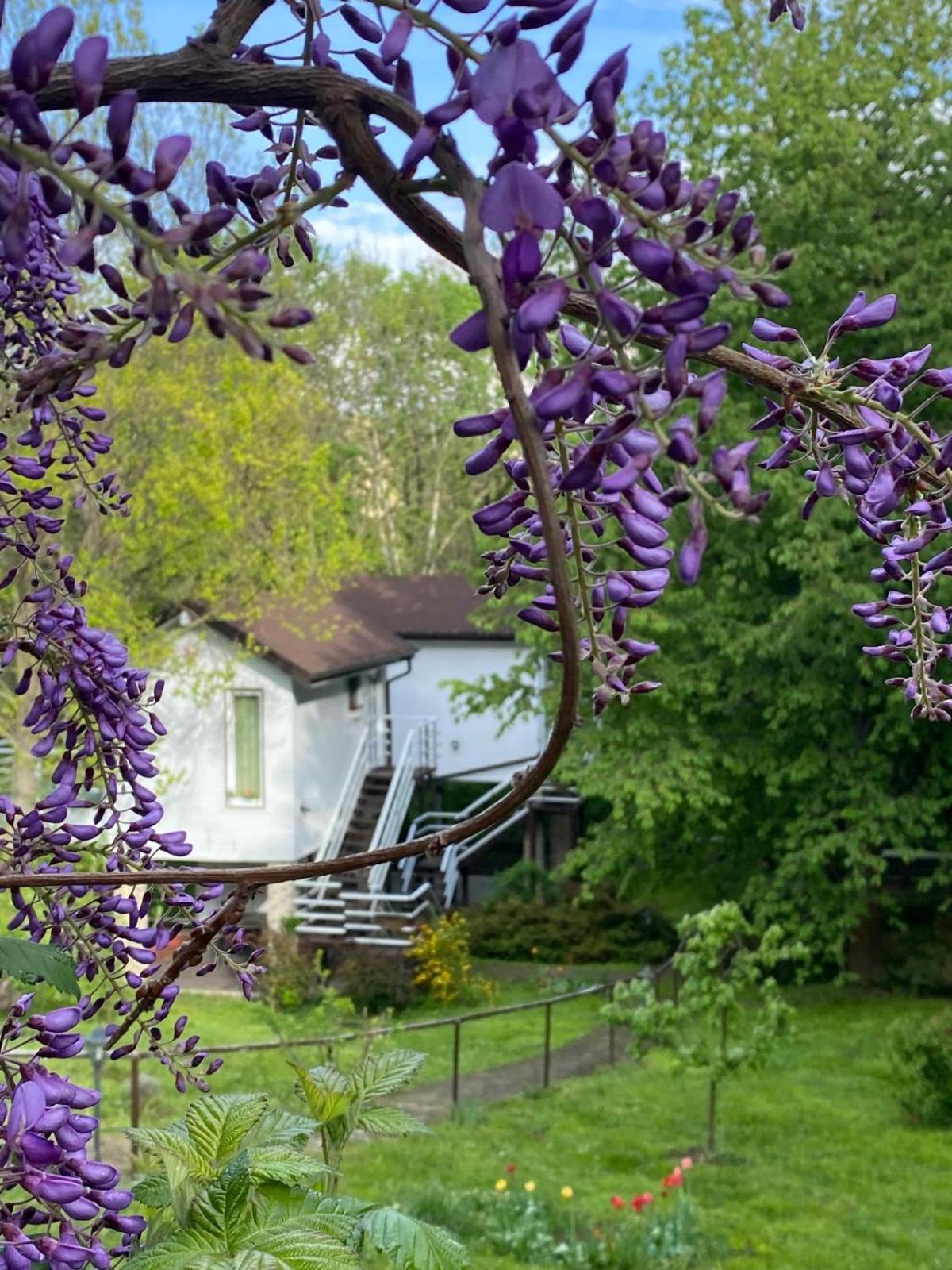 Rapsodia Pension Suceava Exterior foto